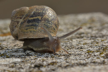 Kleine Schnecke auf der Mauer