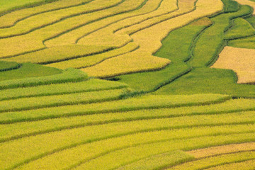 Terraced rice fields in Vietnam
