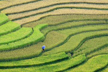 Terraced rice fields in Vietnam