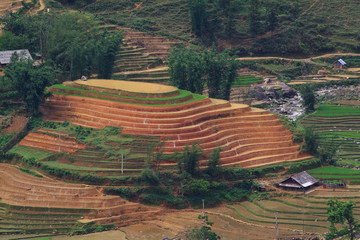 Terraced rice fields in Vietnam