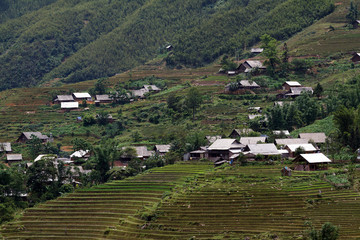 Terraced rice fields in Vietnam