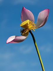Beautiful lotus flowers in Vietnam