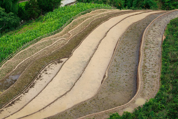 Terraced rice fields in Vietnam