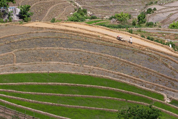 Terraced rice fields in Vietnam
