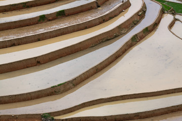 Terraced rice fields in Vietnam