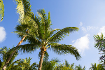 Obraz na płótnie Canvas Coconut trees against a blue sky.