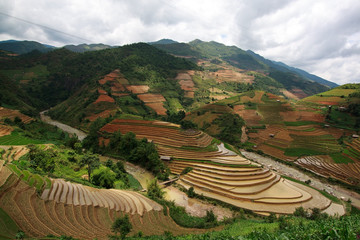 Terraced rice fields in Vietnam