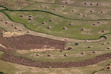 Terraced rice fields in Vietnam