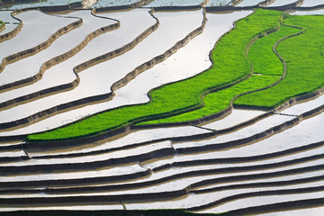 Terraced rice fields in Vietnam
