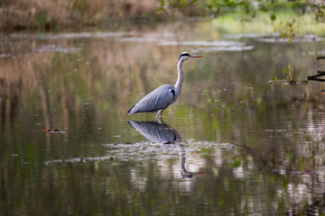 Grey heron