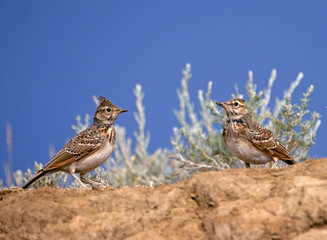 Calandra lark