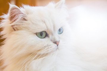White Persian cats with sunlight flare