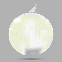 vector image of white onion