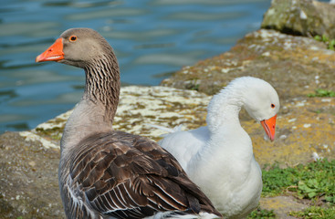 Couple of geese close to a lake
