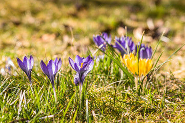 Crocus on meadow, spring flowers field
