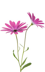 Osteosperumum Flower Daisy Isolated
