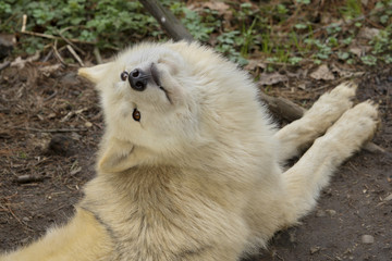 Arctic wolf looking up