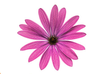 Osteosperumum Flower Daisy Isolated