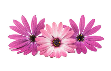 Osteosperumum Flower Daisy Isolated