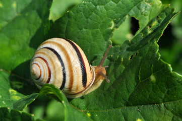 Curious snail in the garden on green leaf, Beautiful snail in natural habitat
