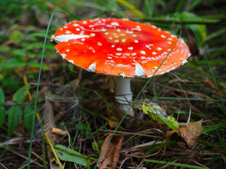 poisonouse toadstool mushroom