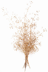 abstract brown twig of dried bush with small open bolls seeds, flowers, isolated elements on white background for scrapbook, object, roughage autumn leaf