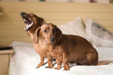 Two dachshund dogs portrait lying on white bed