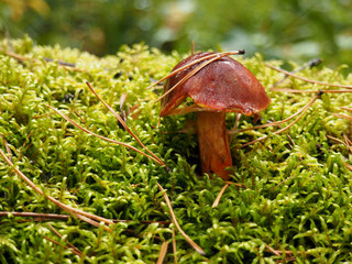 brown mossiness mushroom