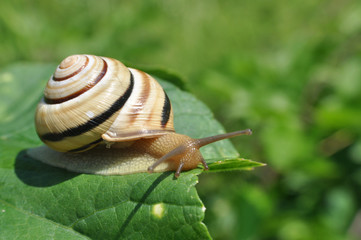 Curious snail in the garden on green leaf, Beautiful snail in natural habitat
