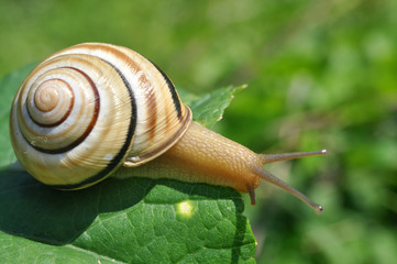 Curious snail in the garden on green leaf, Beautiful snail in natural habitat

