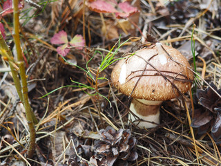 annulated boletus mushroom