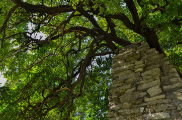 Fototapeta premium Forest tree with branches and green leaves growing against an old rustic brick wall. Saturated and vivid nature background for wallpaper or web design