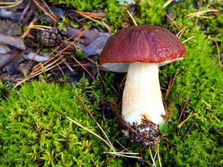 Wild organic white mushroom in the forest