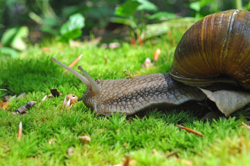 Snail in the moss in the deep forest. Big snail in nature