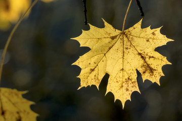 ein Blatt im Herbst