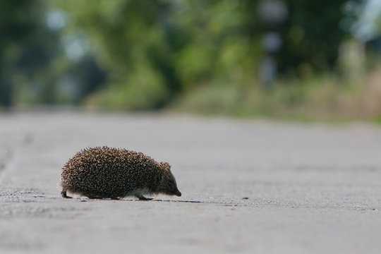 Hedgehog