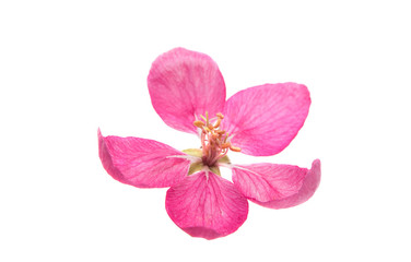Fototapeta na wymiar Pink apple flower isolated