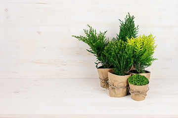 Composition of different young green conifer plants in pots with copy space on beige wooden table.