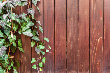 Green ivy creeper and red wooden fence