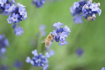 ラベンダー畑　蜜蜂