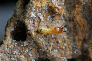 Termite and Termite mound on nature background in Thailand and Southeast Asia.