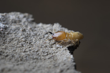 Termite and Termite mound on nature background in Thailand and Southeast Asia.