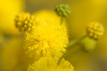 Blossoming yellow flowers of an Acacia Cyanophylla tree