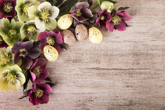 Easter concept spring flowers natural vintage background of hellebore flowers on rustic stone