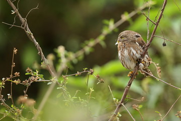 bird of pantanal in the nature habitat, wild brasil, brasilian wildlife, pantanal, green jungle, south american nature and wild