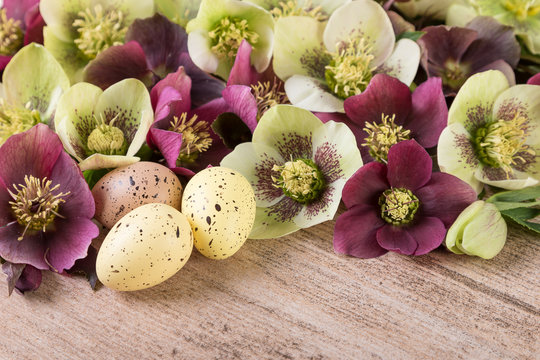 Easter concept spring flowers with Easter eggs. Hellebore or lenten rose in closeup