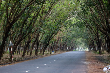 Obraz premium Street with rubber trees in sunny day 
