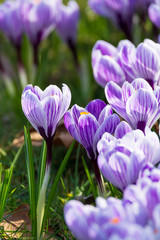 Group of first spring flowers - purple crocuses blossom outside close-up