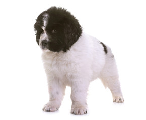 puppy newfoundland dog