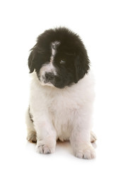 puppy newfoundland dog